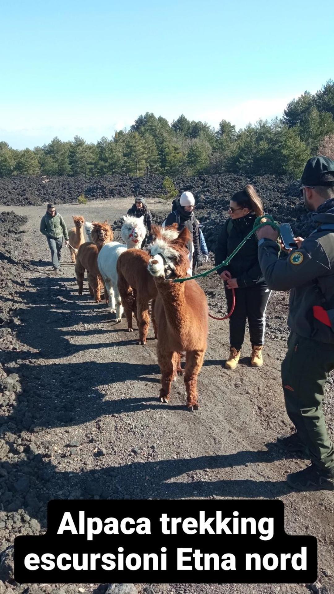 Alpaca Etna Rooms Da Mariagiovanna Linguaglossa Exteriér fotografie