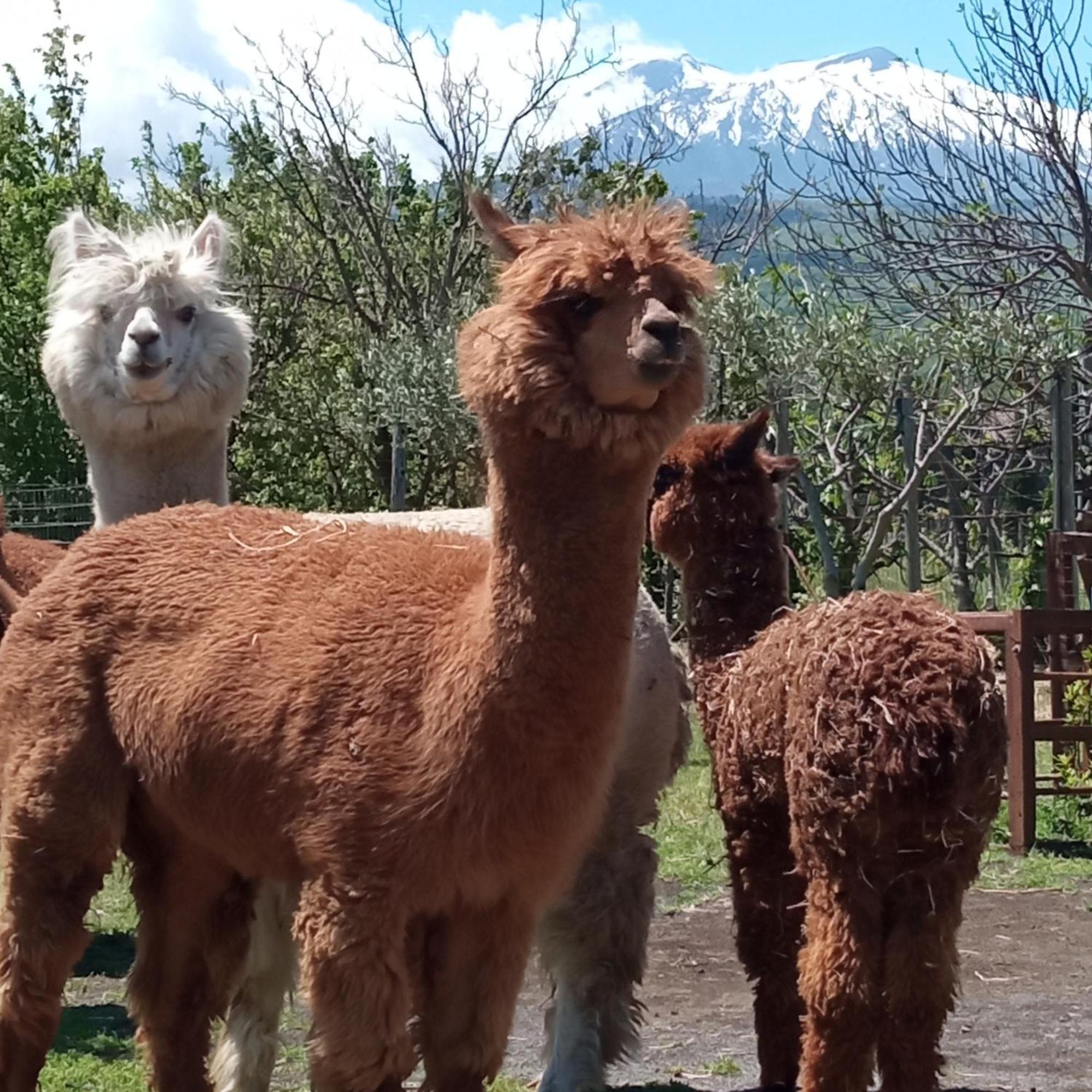 Alpaca Etna Rooms Da Mariagiovanna Linguaglossa Exteriér fotografie