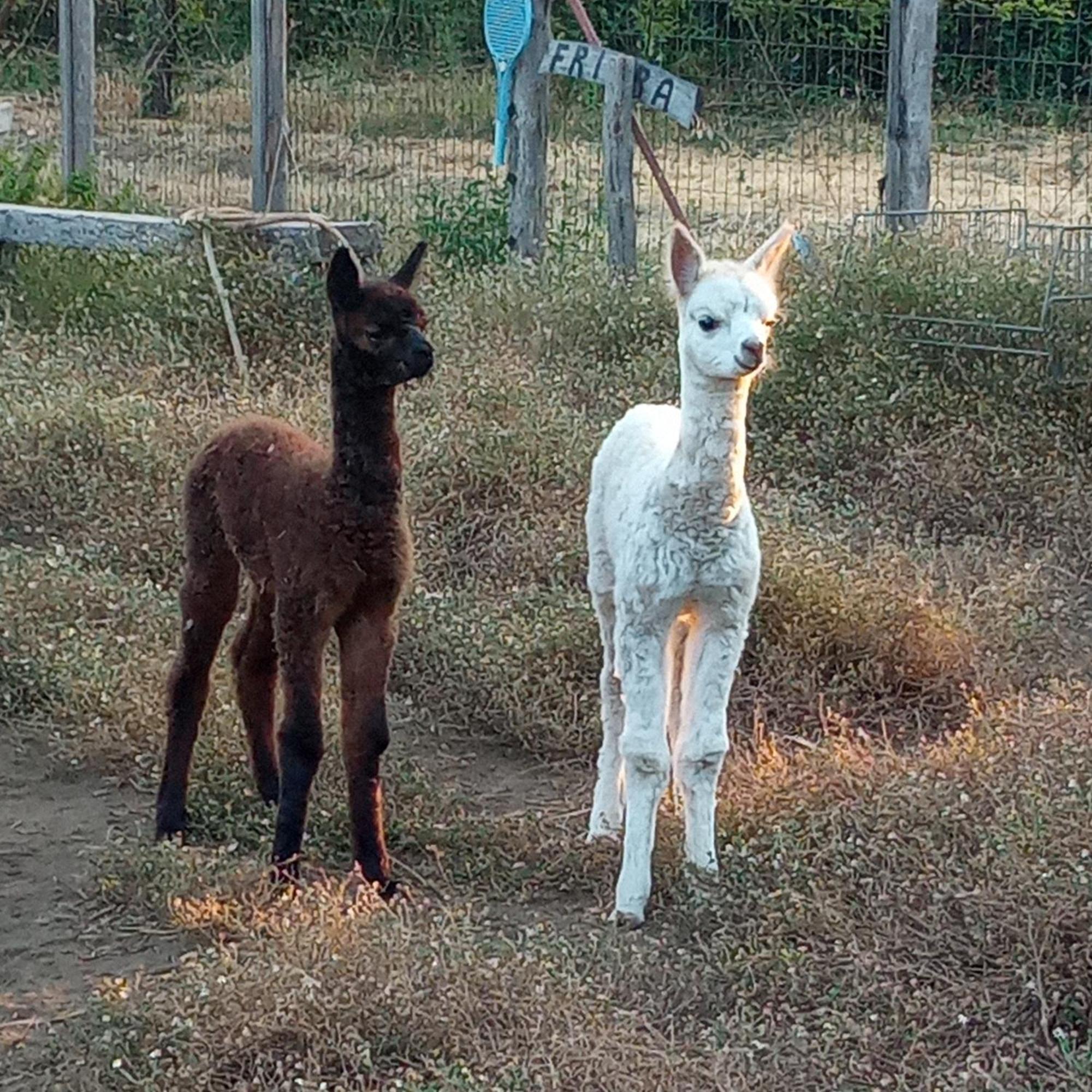 Alpaca Etna Rooms Da Mariagiovanna Linguaglossa Exteriér fotografie
